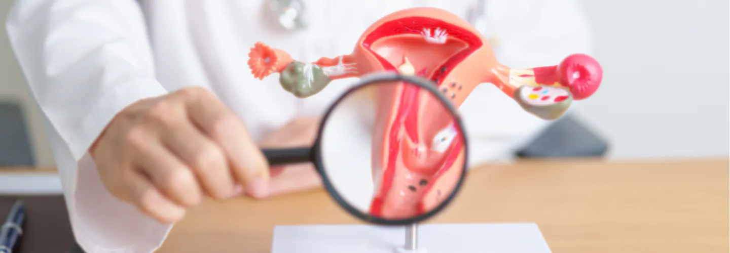 A doctor uses a magnifying glass to examine an anatomical model of the female reproductive system.
