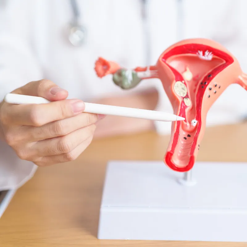 A doctor points to a cross-section anatomical model of the female reproductive system.